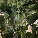 Zagora *
