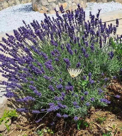 Zagora * Drniš